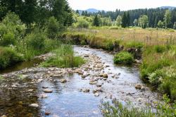 Wie hier am Kolbersbach konnten durch Naturschutzmaßnahmen bereits zahlreiche Fließgewässer im Nationalpark renaturiert werden. (Foto: Nationalpark Bayerischer Wald)