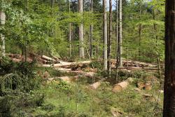 Debarking Harvester entrinden Fichten vor Ort. So kann das Totholz als wertvoller Lebensraum im Wald bleiben. (Fotos: Nationalpark Bayerischer Wald)