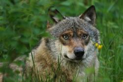 Vermutlich sechs Wölfe sind aus ihrem Gehege im Nationalparkzentrum Falkenstein entkommen. (Foto: Rainer Simonis/Nationalpark Bayerischer Wald)
