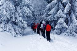 Am 4. März führt Waldführer Steffen Krieger auf Schneeschuhen durch den Winterwald. (Foto: Steffen Krieger  –  Freigabe nur in Verbindung mit dem Veranstaltungshinweis)