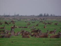 Im Naturschutzgebiet Oostvaarderplassen nahe Amsterdam leben Reh- und Rotwild, Auerochsen und Wildpferde sowie Graugänse beieinander und nutzen gemeinsam das Grasland. 
Foto: Dr. Vera