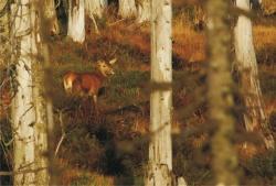 Hirsch in der kanadisch anmutenden Waldwildnis des Nationalparks Bayerischer Wald.
Foto: Rainer Simonis