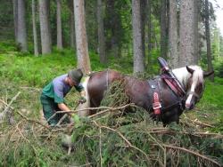Wo schwere Maschinen versinken würden, rücken Pferde das Holz aus den Windwurf- und Borkenkäferflächen. Foto: Franz Baierl