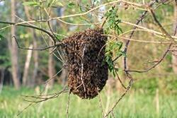 Um ein einen neuen Staat zu bilden, schwärmt die Königin aus und sammelt einen Teil des alten Volkes um sich. Diese Völker können vom Imker eingefangen werden. In freier Wildbahn können sich Bienen in Baumhöhlen einnisten.