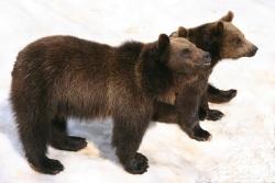 Ganz einfach „Servus“ scheinen die beiden Braunbären am Tag vor ihrer Abreise in den Zoo von Hoyerswerda ihrem Publikum im Tier-Freigelände zu sagen (Foto: R. Pöhlmann).
