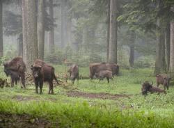 Die kleine Wisentgruppe im Tierfreigelände des Nationalparkzentrum Lusen erfährt regelmäßig Nachwuchs. Die jetzt im Wittgensteiner Wald freigelassenen Kühe Abdia und Abtisa entstammen dieser Gruppe.
