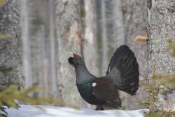 Vor allem zum Schutze der störungsempfindlichen bestandsgefährdeten Auerhühner dürfen gem. Verordnung der Regierung von Niederbayern die Kerngebiete im Nationalpark Bayerischer Wald nur auf markierten Wegen betreten werden