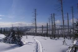„Nationalpark aus erster Hand“ - auf Langlaufskiern oder mit Schneeschuhen zusammen mit Nationalpark-Mitarbeitern die Winterwälder erkunden.