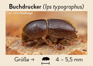 Makro-Aufnahme eines Buchdruckers (Ips typographus) Der Käfer ist nur 4 bis 5,5 mm groß. Foto: Lukas Haselberger