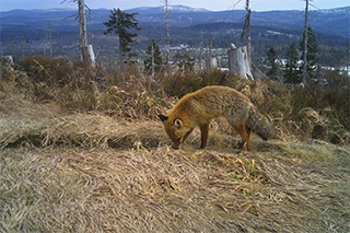 Fotofallenbild eines am boden schnüffelnden Fuchses auf einer Waldwiese
