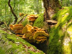 Totholz ist nicht nur für die verschiedensten Insekten ein Lebensraum, sondern auch für eine Vielzahl von Pilzen.