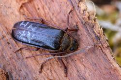 Der Zottenbock ist einer der seltesten Käfer im Böhmerwald. (Foto: Stephan Rosenkranz /Nationalpark Sumava) 