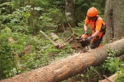 Gut 46 Prozent des angefallenen Borkenkäferholzes konnte als Totholz im Wald verbleiben – entweder streifenförmig entrindet oder dank des Einsatzes von Debarking Harvestern komplett entrindet.