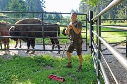 Wenn die Wisente ihn hören, kommen sie: Andreas Hackl ist Tierpfleger im Tier-Freigelände des Nationalparks Bayerischer Wald in Altschönau (Foto: Annette Nigl /Nationalparkverwaltung Bayerischer Wald).