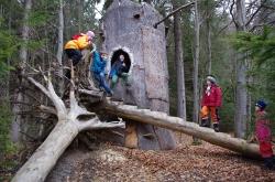 Ab sofort können Kinder das Waldspielgelände in Spiegelau wieder entdecken. Die Verkehrssicherung durch die Forstmitarbeiter der Nationalparkverwaltung ist abgeschlossen. (Foto: Nationalpark Bayerischer Wald)