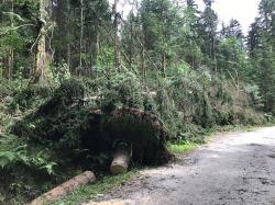 Der Gewittersturm am vergangenen Mittwoch hat im Bereich Scheuereck und Bayerisch Eisenstein viele Bäume zu Fall gebracht. (Foto: Franz Baierl /Nationalpark Bayerischer Wald)