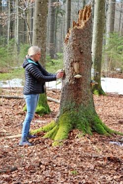 Diana Six von der University of Montana interessiert sich etwa für den Einfluss von Pilzen auf den Borkenkäfer-Kreislauf. (Foto: Gregor Wolf/Nationalpark Bayerischer Wald)