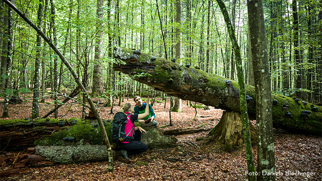 At Mittelsteighütte, one of our primeval forest remnants, you can experience pure wild nature.